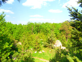 Vibrant green forest canopy under bright blue sky with fluffy white clouds, a serene natural landscape.
