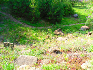 Serene natural landscape with a winding path through lush green foliage and rocky terrain