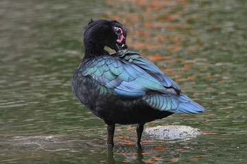 A beleza das cores de um pato selvagem no lago do jardim do Museu da República - Catete - RJ