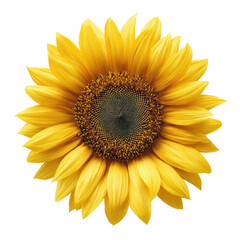 Fototapeta premium Close-up of a vibrant sunflower