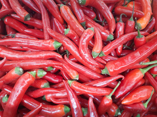 beautiful background with red chili peppers all over the surface.