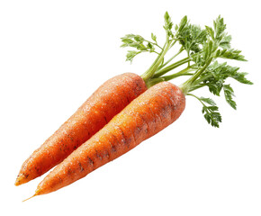 Two fresh, vibrant orange carrots with green tops (2)