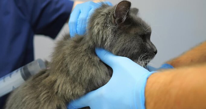 Rabies vaccination for cats. Veterinarian wearing blue gloves administering subcutaneous injection to gray cat, gently holding patient steady during medical procedure in veterinary clinic