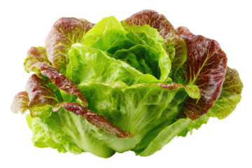 Close-up of a vibrant head of red leaf lettuce.  Fresh, crisp, and tightly curled leaves.  Deep red hues accent the outer leaves.  Bright green inner leaves