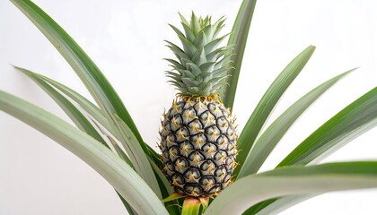 Fresh, ripe tropical fruit with a crown of leaves, photographed with white background