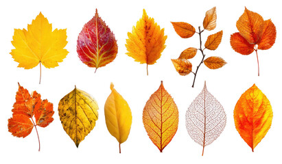 Autumn leaves in various shades of orange, red, yellow, and brown