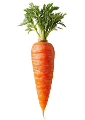 Single orange carrot with green top (1)