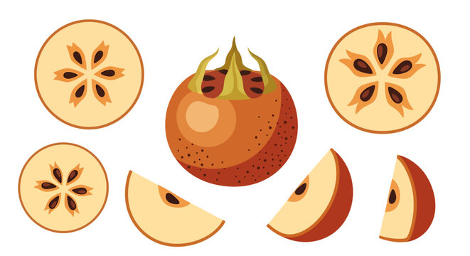 Medlar fruit illustrations displaying wholeness, cross-sections, and segments