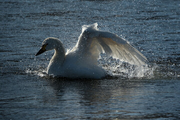 水面をたたき水浴びするコハクチョウ