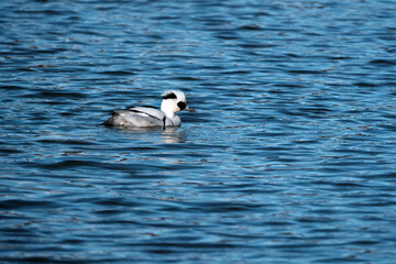 パンダ柄が特徴的なミコアイサ