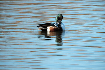ヘラ状のくちばしを持つハシビロガモ
