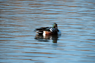 ヘラ状のくちばしを持つハシビロガモ