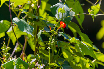 Fototapeta premium Red morning glory (Ipomoea coccinea) also known as Mexican Morning Glory, Red Morning Glory, Red star, Scarlet Creeper is a fast-growing, annual flowering vine native to South America 