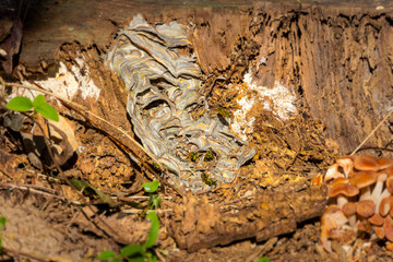 Old stump with a wasp's nest 