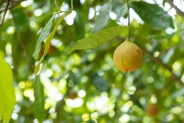 Nutmeg fruit growing