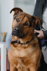 Obraz premium Portrait of a cute shepherd dog in a veterinary clinic.