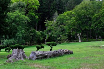 生き続ける倒木