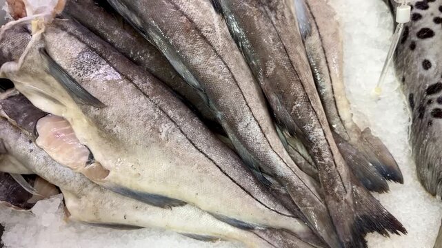 Freshly caught Haddock fish on shallow ice in the freezer for sale in the supermarket. An assortment of fresh fish, elegantly laid out on ice, demonstrates the exquisite quality of seafood for sale.