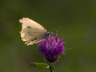 A back lit Small White, Pieris rapae, butterfly feeding on a Knapweed flower, against an out of focus green background, gold light highlighting it's wings.