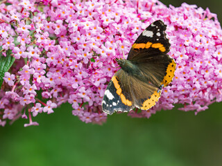 A Red Admiral - Vanessa atalanta, butterfly on a Buddleia plant flower, with a green tout of focus background