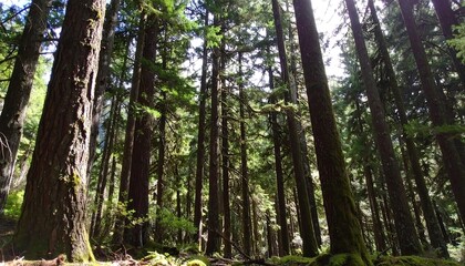 Lush forest canopy, sunlight filtering through tall trees