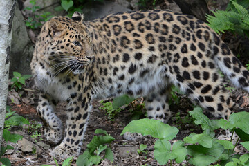 Amur Leopardess Exploration - The Minnesota Zoo