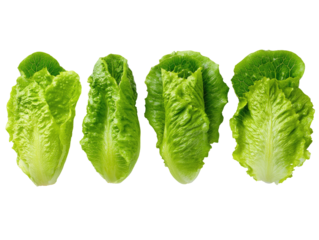 Close-up of four crisp, vibrant green Romaine lettuce heads, arranged in a horizontal row against a black background.  Healthy, fresh, and ready-to-eat