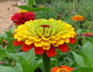 Vibrant zinnia with yellow, red, and green petals