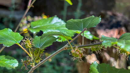 The main focus is on the small immature fruits of a mulberry tree, genus Morus, with green leaves in the foreground.