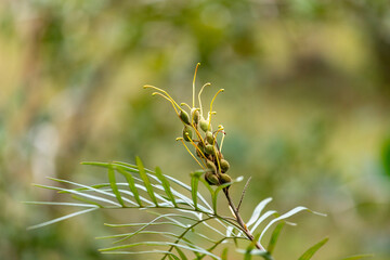 The focus is on a branch of Grevillea Ana, species Grevillea Banksii, showing the long yellow pistils and the forming green fruits against a blurred background.