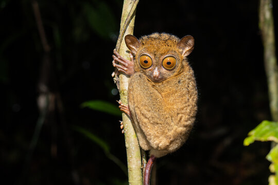 Horsfeld's tarsier (Cephalopachus bancanus)