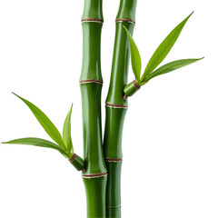 Naklejka premium Glossy bamboo stalk isolated on transparent background