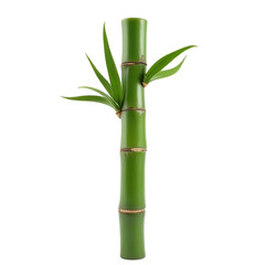 Obraz premium Light green bamboo stalk isolate