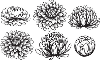 Hand drawn chrysanthemum flowers set / Vector floral line art