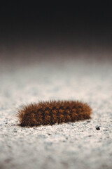 caterpillar on a branch