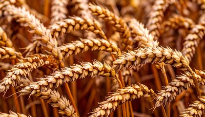 Field of golden wheat stalks in full bloom, filling the frame with natural texture