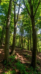 Obraz premium Sunlit Forest Scene