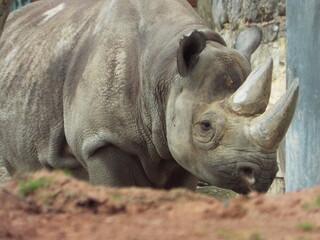 white rhino in zoo