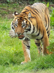 Fototapeta premium tiger in the zoo