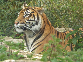 Fototapeta premium tiger in the jungle