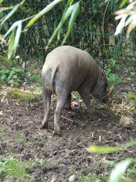 Babirusa