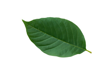 Obraz premium A leaf is shown on a white background