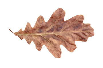 Fototapeta premium A leaf is shown on a white background