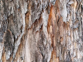 A close-up of the bark of a tree. The bark is very rough in texture and has many layers that peel and crack, with deep, irregular grooves that run vertically. The color varies, gray and brown.