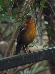 robin on a branch