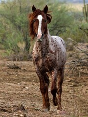 Fototapeta premium Wild Horse in the Desert