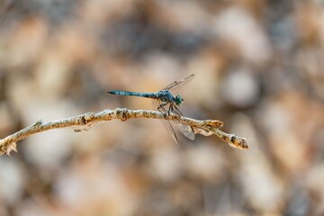 Blue dragonfly on twig