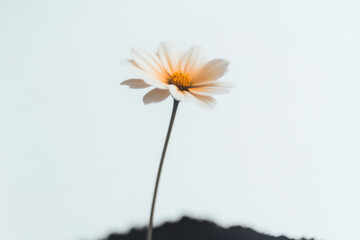 A delicate white daisy on a slender stem rises from a dark ground against a pale blue background, its warm orange center catching light in a serene, minimal floral portrait.