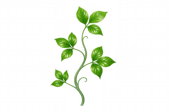 Verdant botanical specimen rising vertically, displaying rich foliage and sinuous stem against transparent backdrop