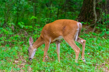 White Tailed Deer Grazing by the Side of the Road at Mirror Lake State Park, near Baraboo, Wisconsin.